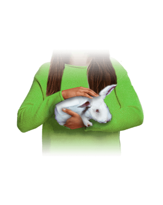 Rabbit in care
